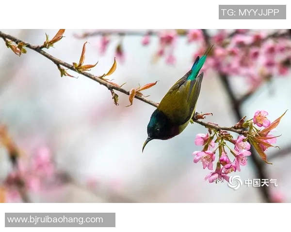 樱花与鸟栖激战正酣直播盛况回顾与精彩瞬间分享 樱花与鸟栖激战正酣直播盛况回顾与精彩瞬间分享