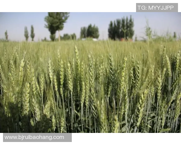 头号种子与三号种子的巅峰对决谁将赢得最终胜利 头号种子与三号种子的巅峰对决谁将赢得最终胜利